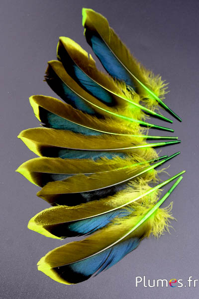 Canard - 8-10 cm - lime